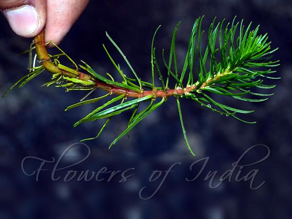 Red Watermilfoil